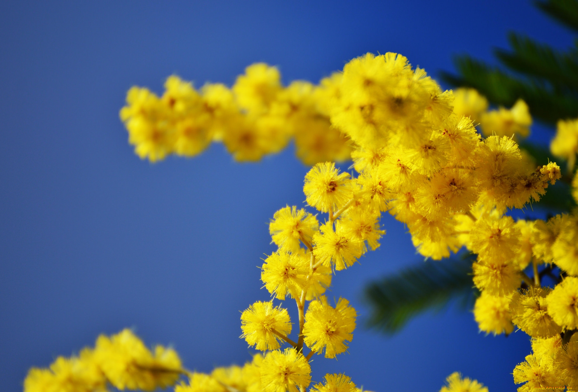 Мимоза картинки красивые на телефон. Мимоза хостилис. Мимоза цветок голубая. Мимоза желтая цветок.